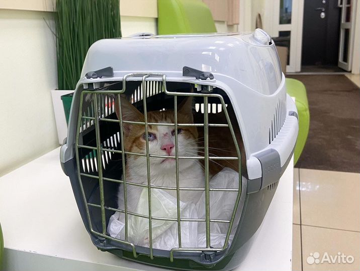 Слепой котенок