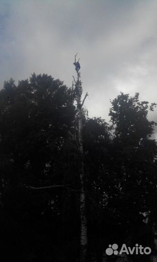 Спил/кронирование деревьев