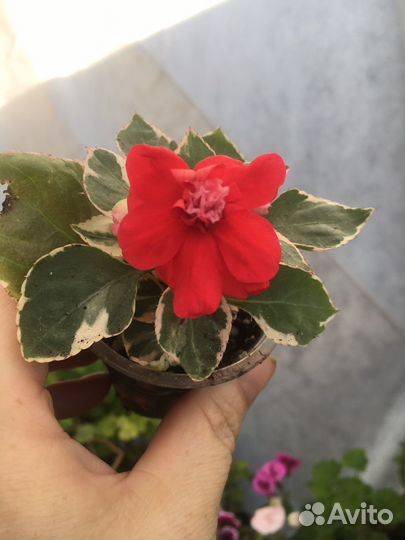 Бальзамины вариегатные