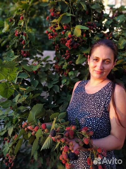 Ежевика садовая без шипов саженцы