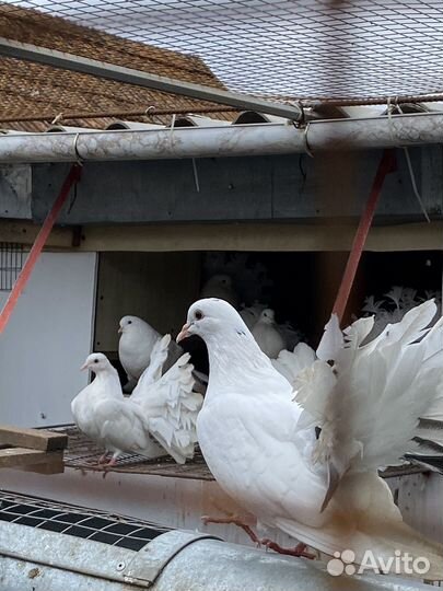 Голуби