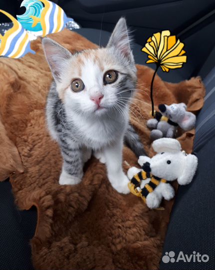 Трёхцветное счастье ищет дом