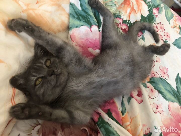 Передержка животных кошек зооняня