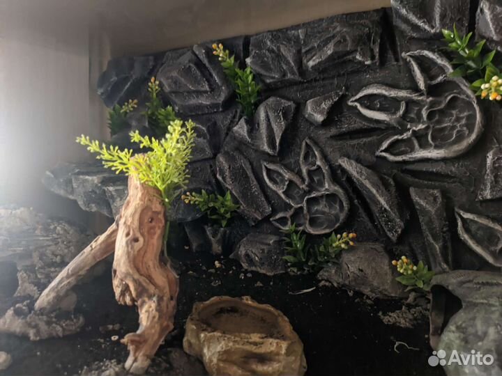 Эублефар с жильём