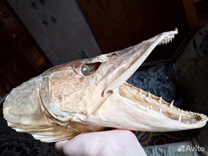 Чучело головы щуки