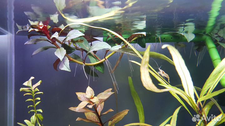 Растение для аквариума