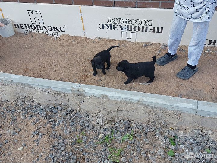 Собака в добрые руки отдам бесплатно