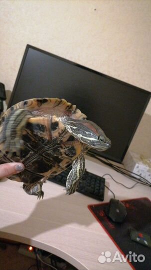 Красноухая черепаха