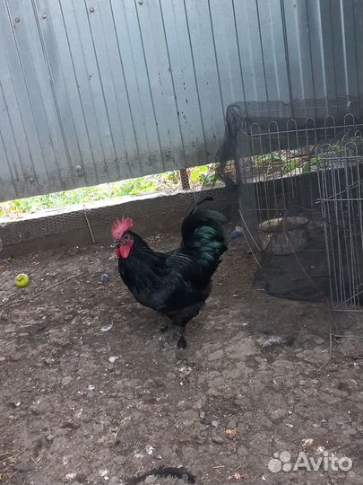 Молодые домашние петухи