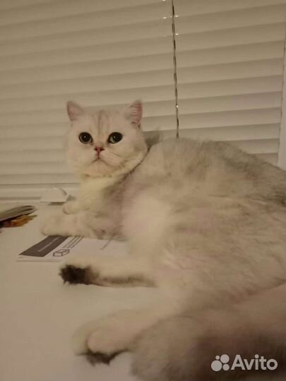 Британские кошки