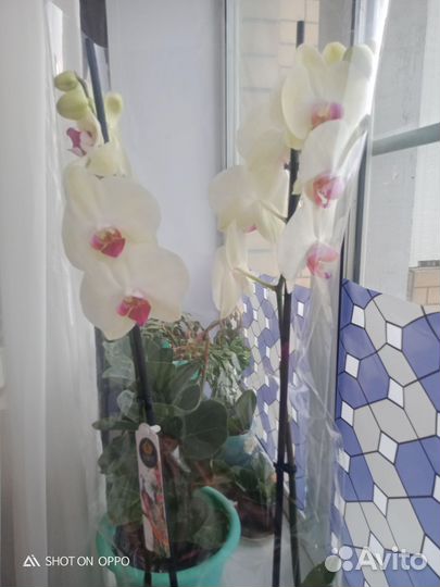 Шикарная цветущая орхидея фаленопсис