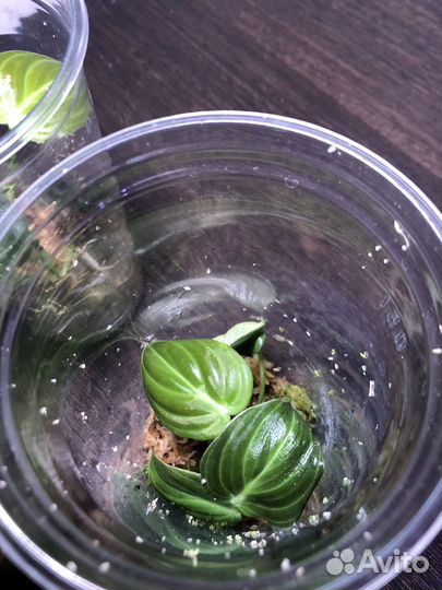 Филодендрон меланохризум и сплендид черенки