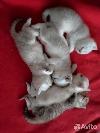 Котята