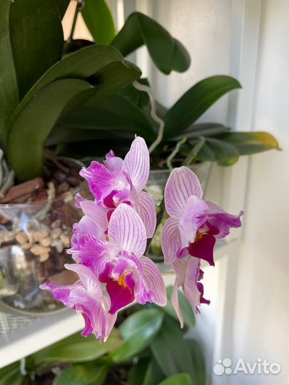 Орхидея фаленопсис Pink sunset girl