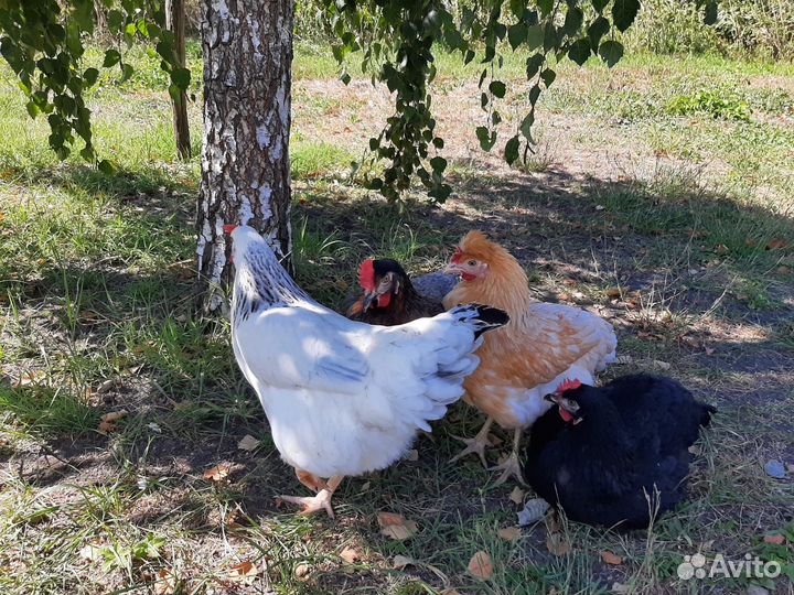 Куры несушки