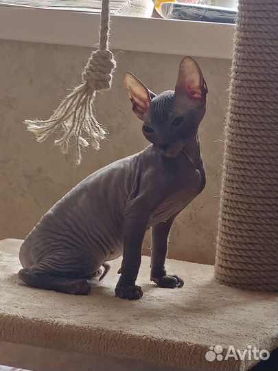 Донской сфинкс котёнок