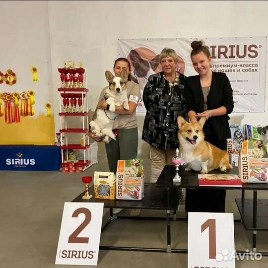 Услуги хендлера