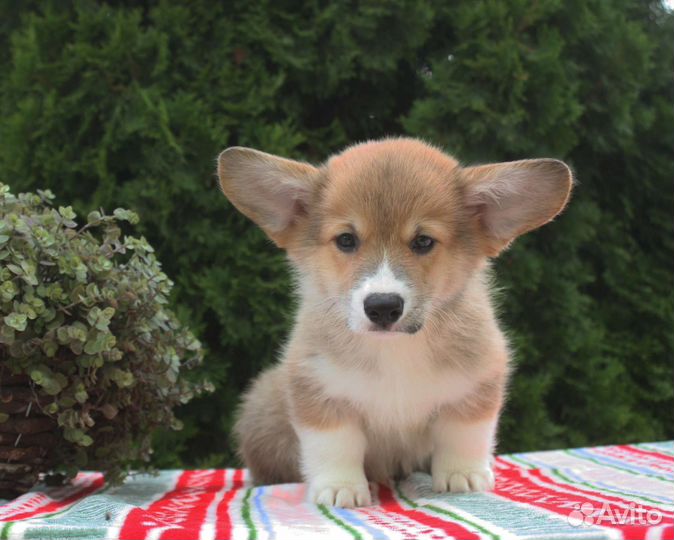 Щенки вельш корги пемброк