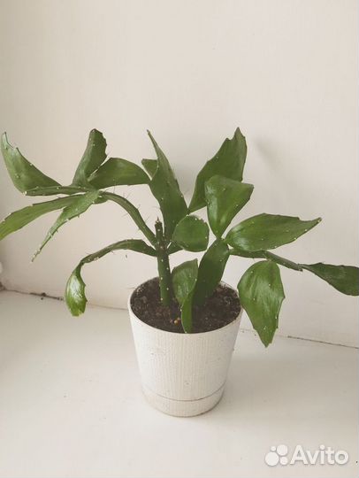 Бразилиопунция