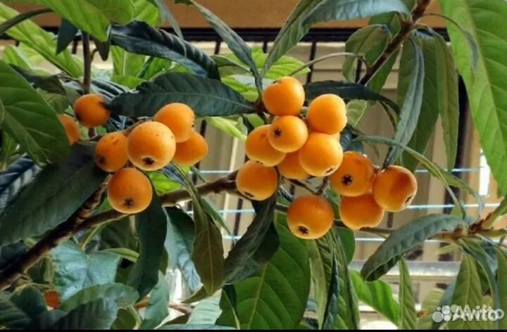 Мушмула японская,суккуленты