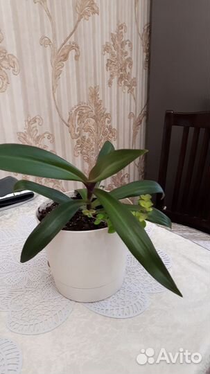 Традесканция рэо