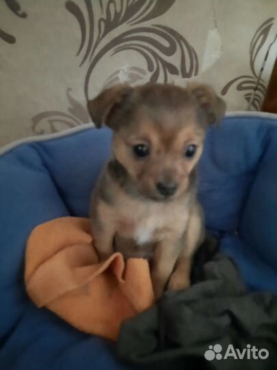 Метис йорка