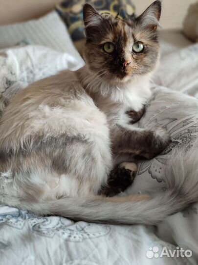 Кошки в добрые руки бесплатно