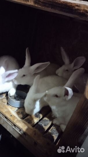 Кролики Белый Паннон