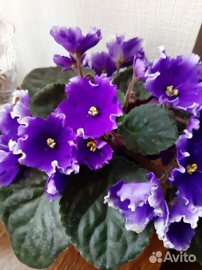 Сортовые фиалки. Хойки