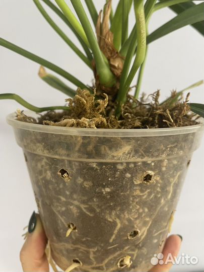 Антуриум бейкера