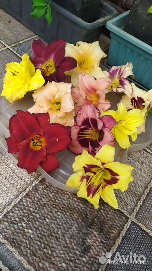 Лилейники сортовые