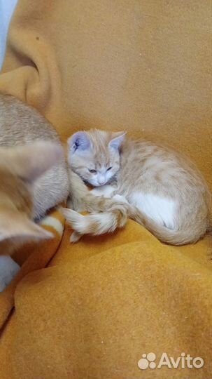 Котенок в добрые руки