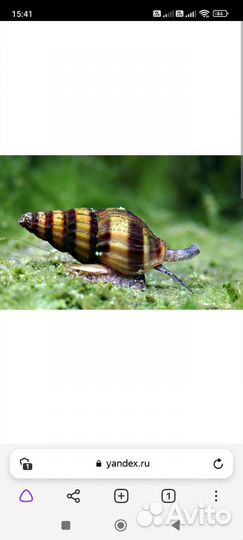 Аквариумные рыбки