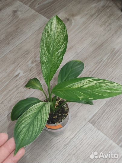 Спатифиллум Канифоль