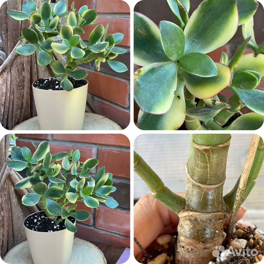 Крассула сортовая крупномеры