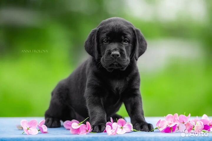 Щенки лабрадора