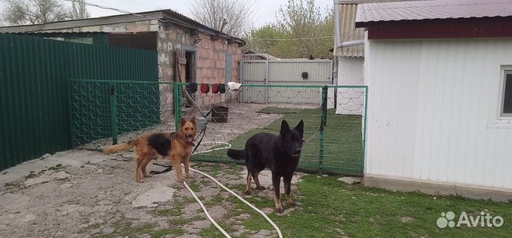 Щеночки немецкой овчарки