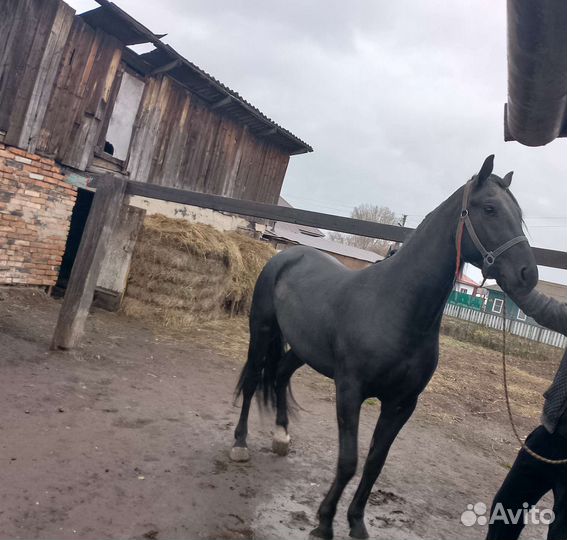 Жеребец орловский рысак