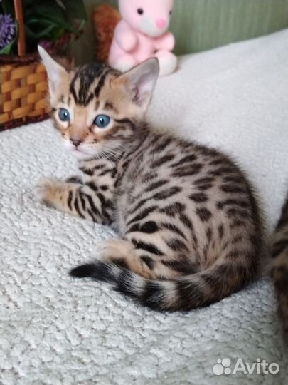 Бенгальские малыши