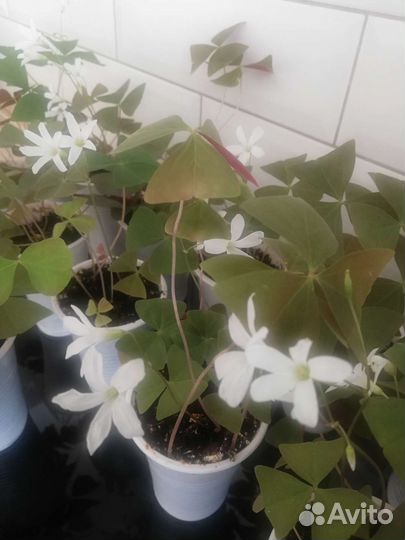 Кислица (оксалис)