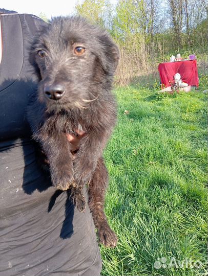 Щенок коротколапик