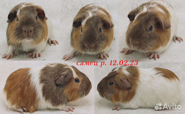 Морская свинка короткошерстная