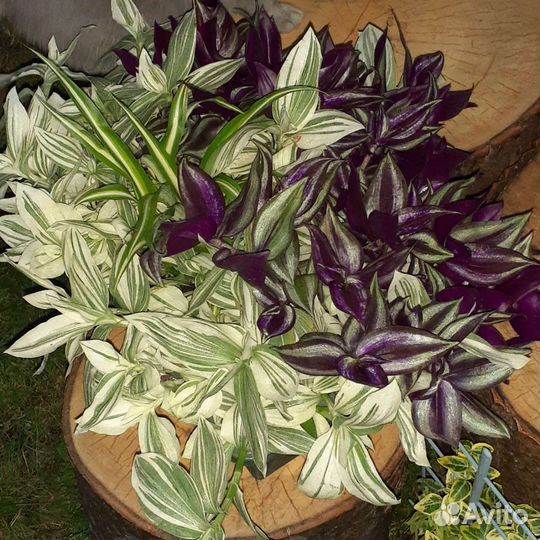 Традесканция