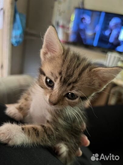 Котики в добрые руки