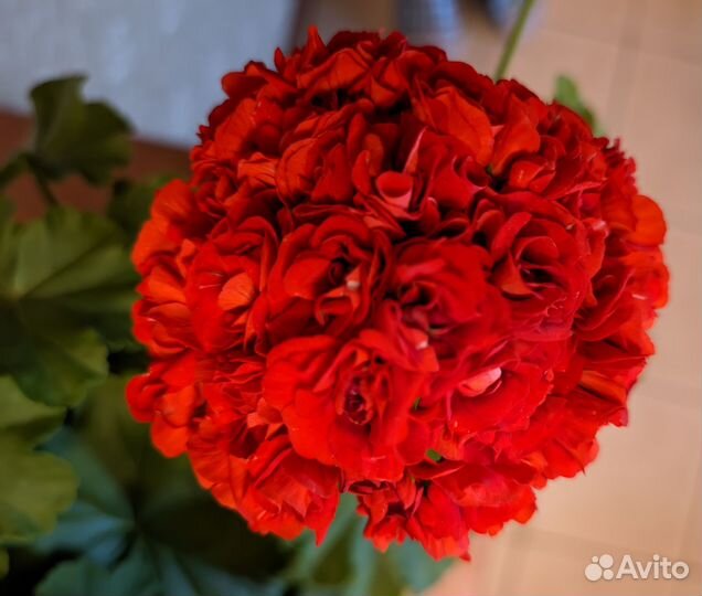 Пеларгония розебудная