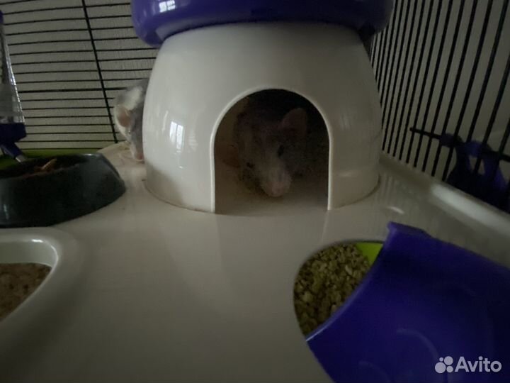 Декоративные крыски