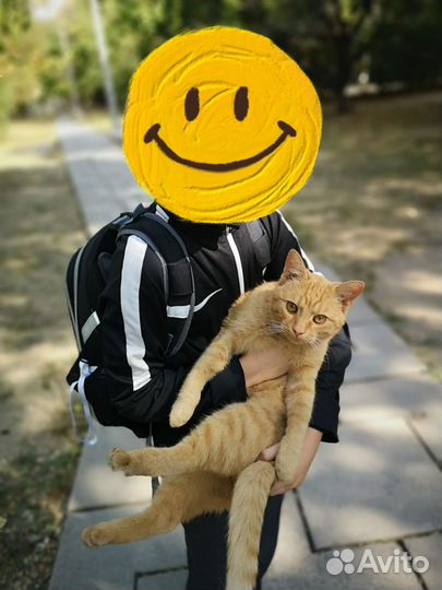Молодой Кот в добрые руки