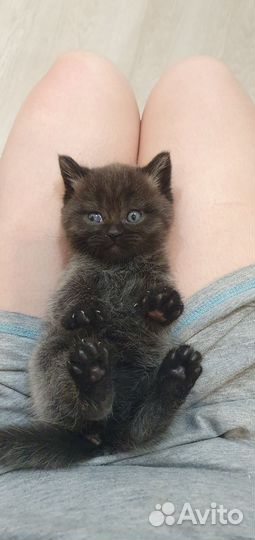 Котенок от британца
