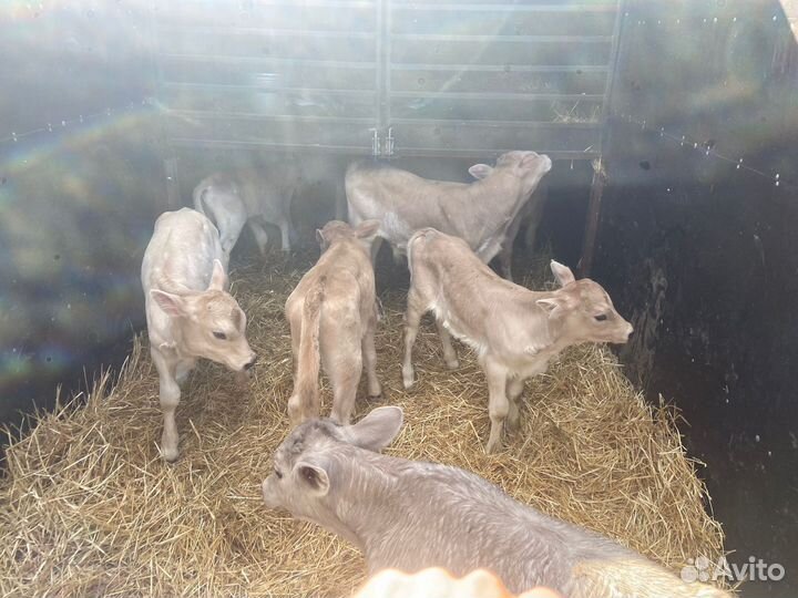 Телята швицкой породы