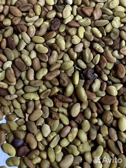 Семена люцерны